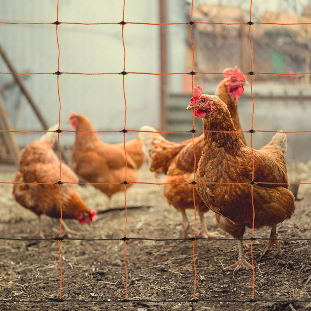 Brown hens standing on soil behind orange poultry netting, showcasing a secure area for livestock in a farm setting