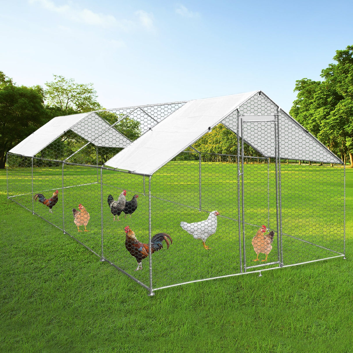 Spacious 4m x 8m x 2m chicken run with a sturdy metal frame, hexagonal wire mesh, and a weather-resistant roof, featuring several chickens inside